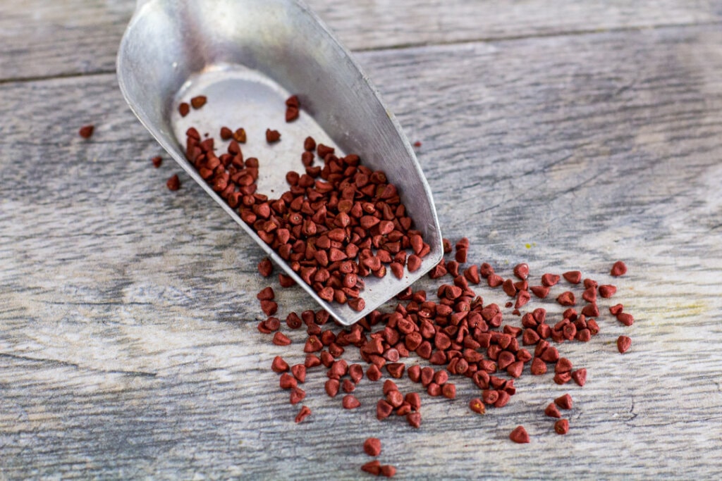 annatto seeds on a metal scooper